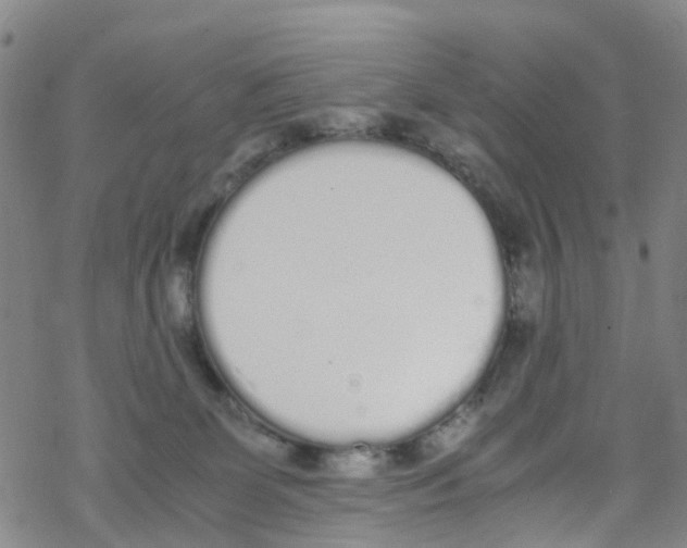 X0000067950131200605112135