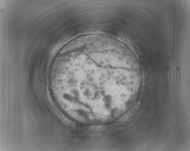 X0000067950145200605112134