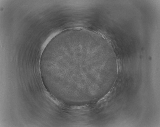 X0000067950147200605112134