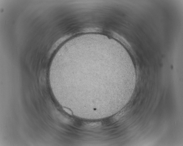 X0000067950155200605112134