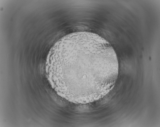 X0000067950177200605112135