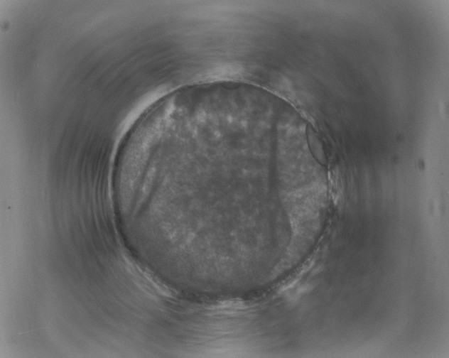 X0000067950196200605112134