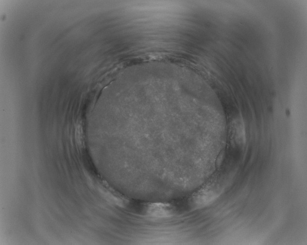 X0000067950222200605112133