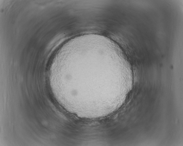 X0000067950243200605112132