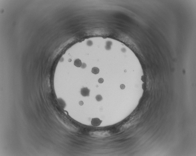 X0000067950251200605112133