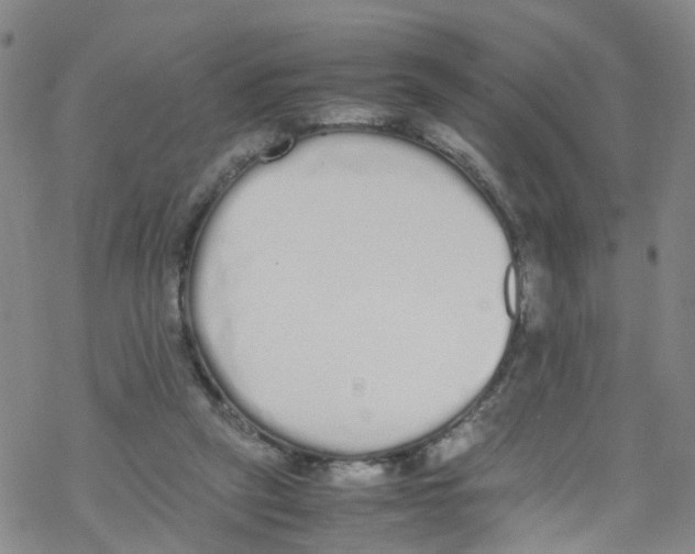 X0000067950257200605112133