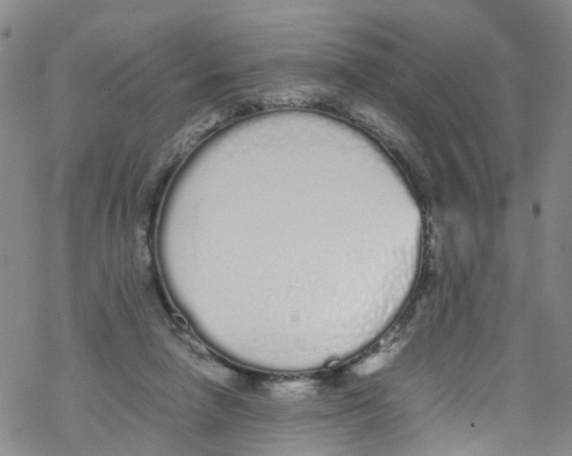 X0000067950258200605112133