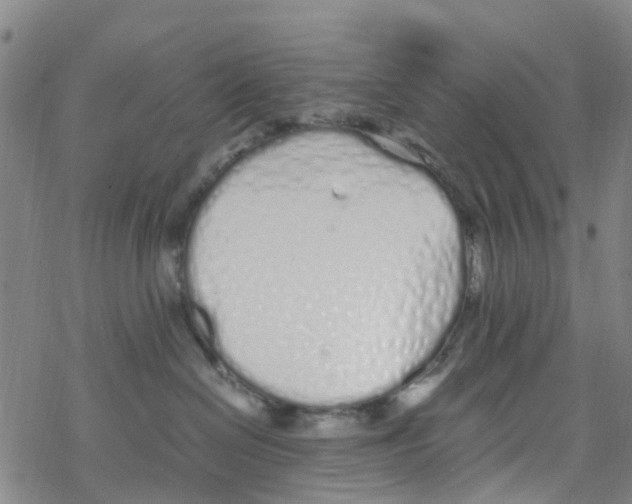 X0000067950286200605112133