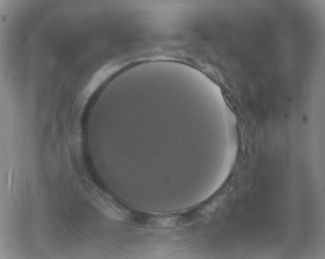 X0000067950295200605112132