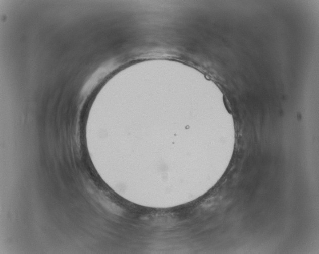 X0000067950296200605112132