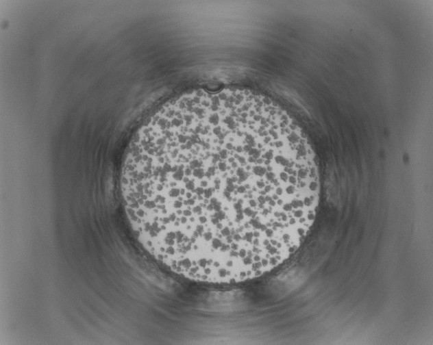 X0000067950314200605112132