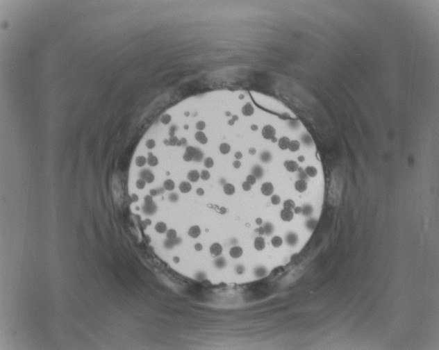 X0000067950335200605112132