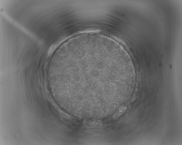 X0000067950337200605112131