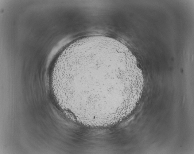 X0000067950343200605112131