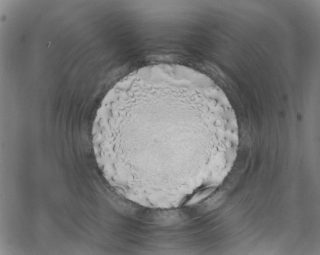 X0000067950377200605112131