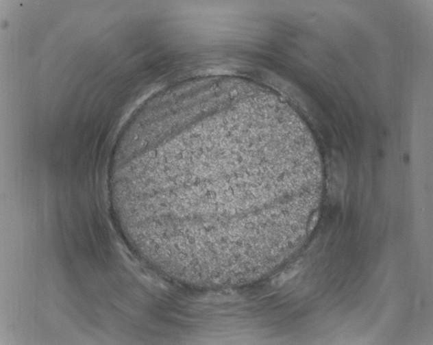 X0000067950386200605112131