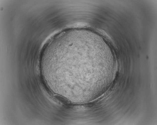 X0000067950392200605112131