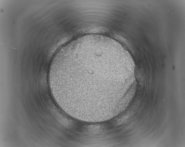 X0000067950394200605112131