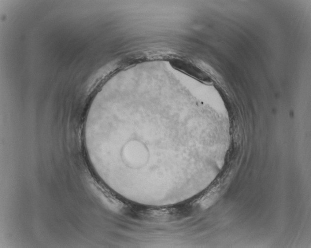 X0000067950405200605112130