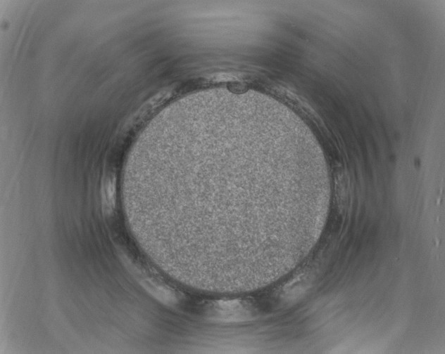 X0000067950406200605112130