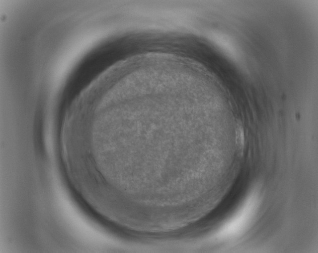 X0000067950431200605112130