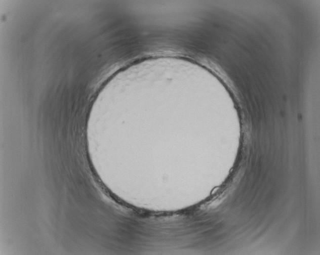 X0000067950433200605112129