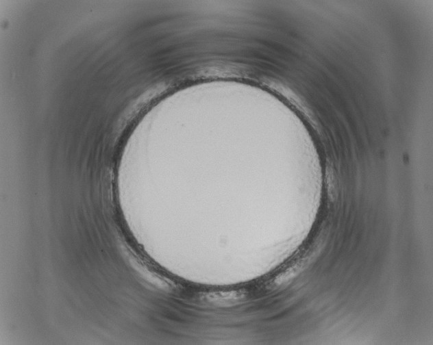 X0000067950445200605112129