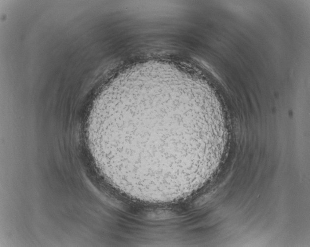 X0000067950451200605112129