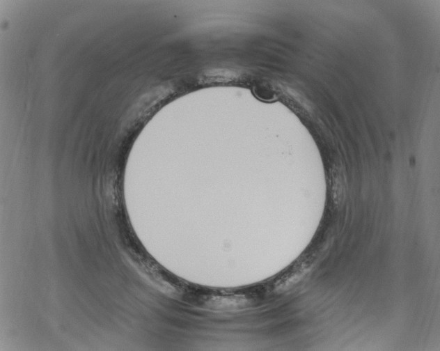 X0000067950455200605112130