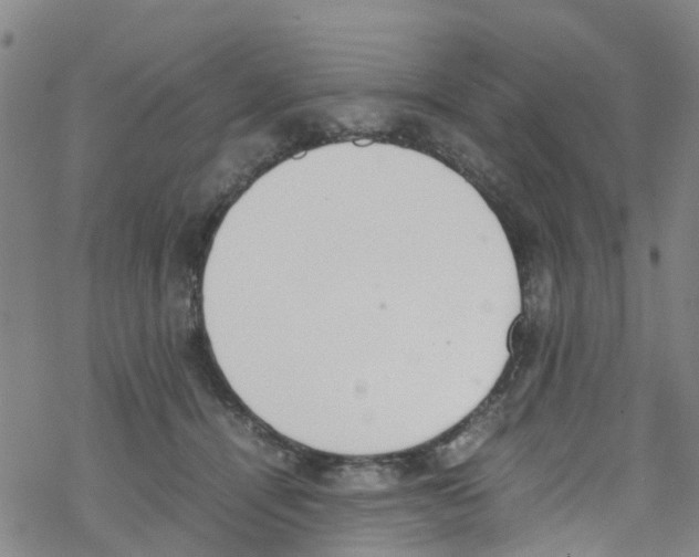 X0000067950464200605112130