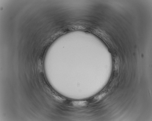 X0000067950465200605112130