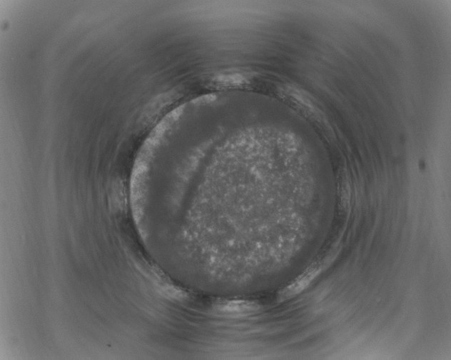 X0000067950467200605112130