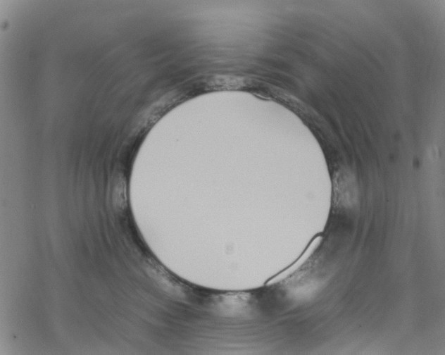 X0000067950474200605112130