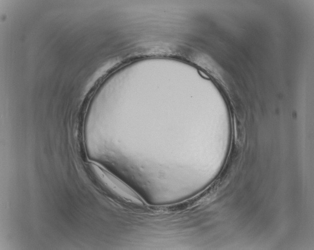 X0000067950483200605112129