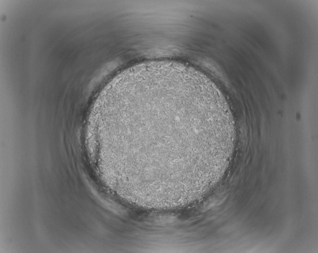 X0000067950491200605112129