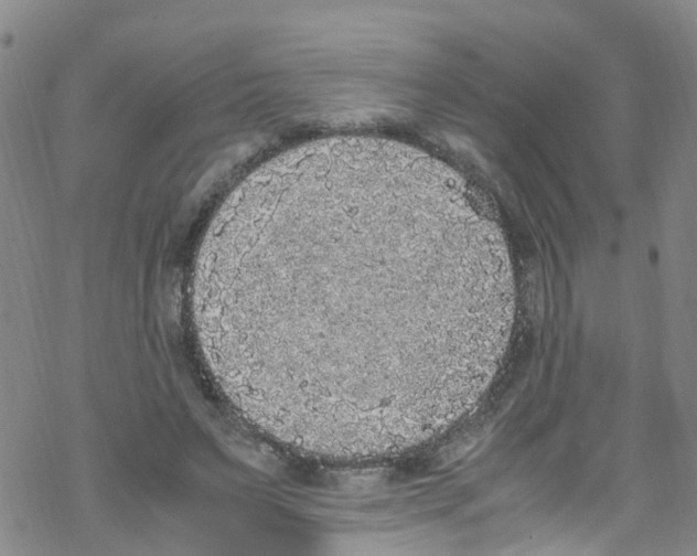 X0000067950495200605112129