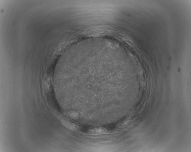 X0000067950503200605112129