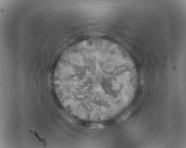 X0000067950519200605112129