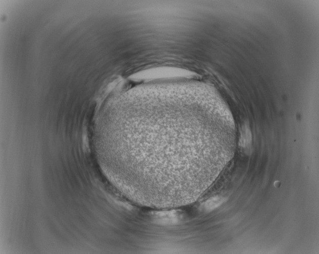 X0000067950524200605112128