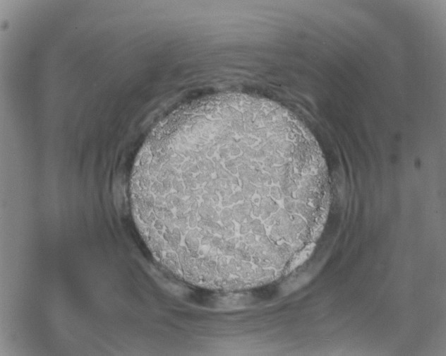 X0000067950527200605112128