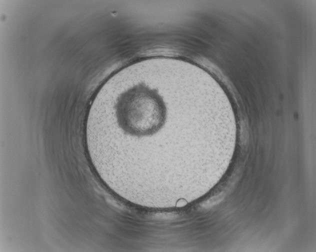 X0000067950529200605112128