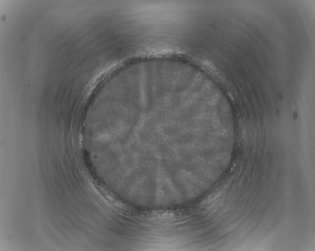 X0000067950640200605112126