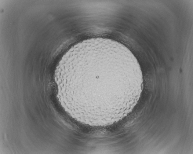 X0000067950642200605112126