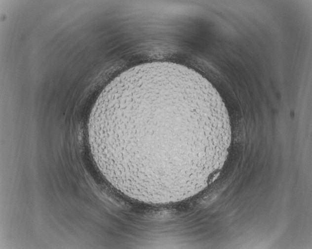 X0000067950646200605112126