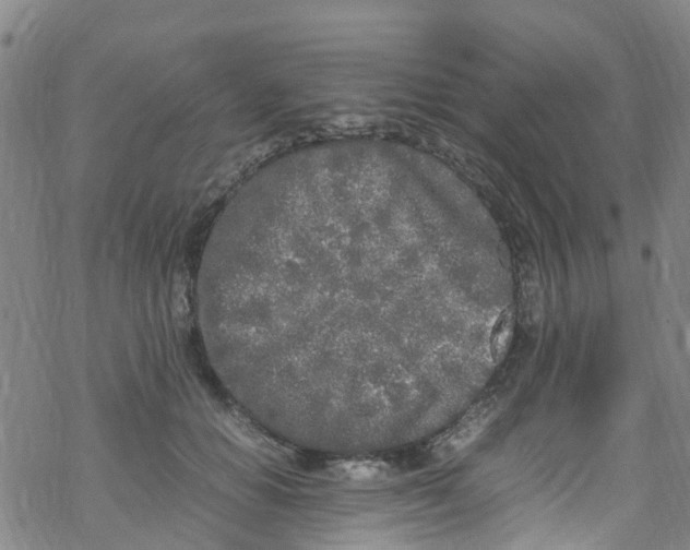 X0000067950654200605112127