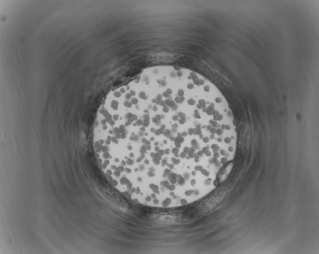 X0000067950655200605112127