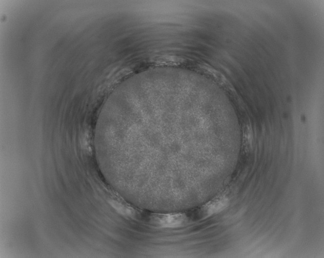 X0000067950663200605112127