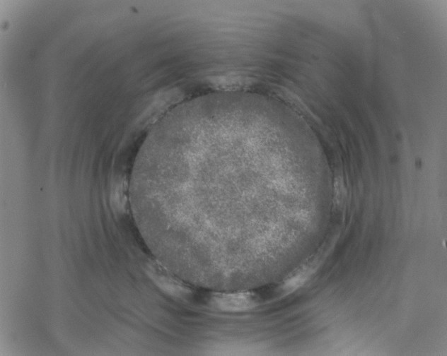 X0000067950671200605112127