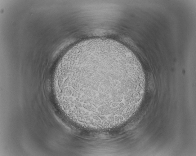 X0000067950683200605112126