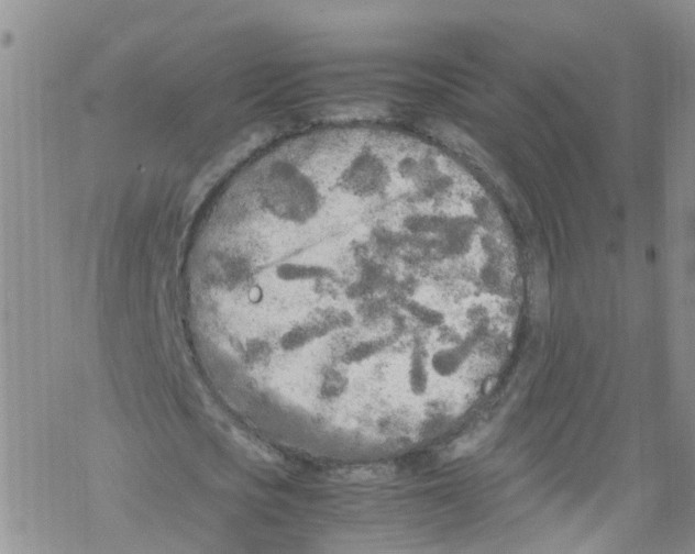 X0000067950721200605112124